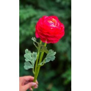 Ранункулюс латексний