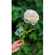 Ранункулюс латексний