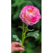 Ранункулюс латексний